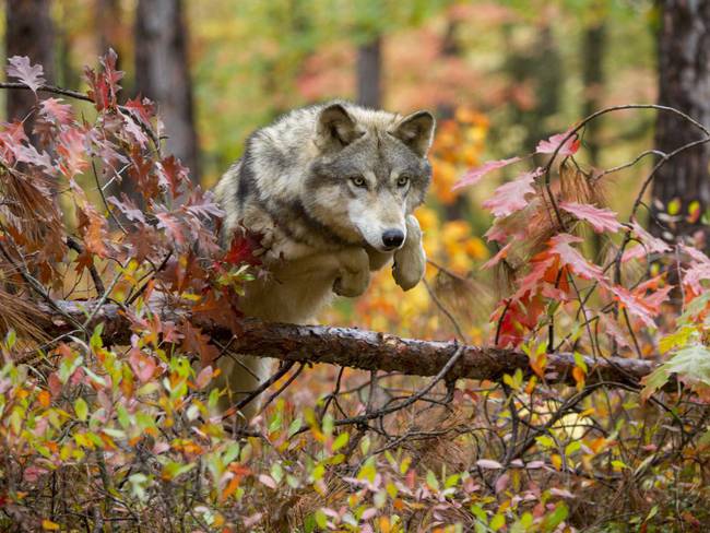 Un ejemplar de lobo ibérico en su hábitat natural