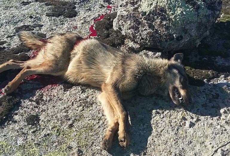 Lobo abatido en una montería en la provincia de Ávila