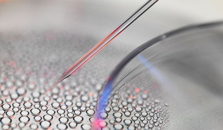 Las células madre podrían hacer frente al cáncer cerebral.