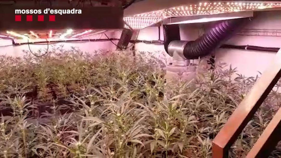 Interior d&#039;una plantació de marihuana