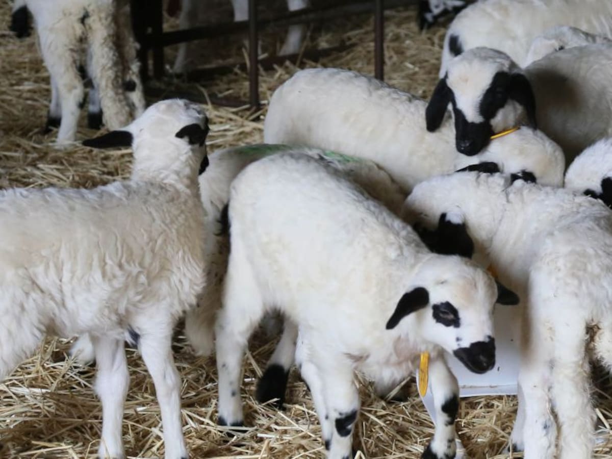 UPA alerta sobre las repercusiones del confinamiento para la ganadería