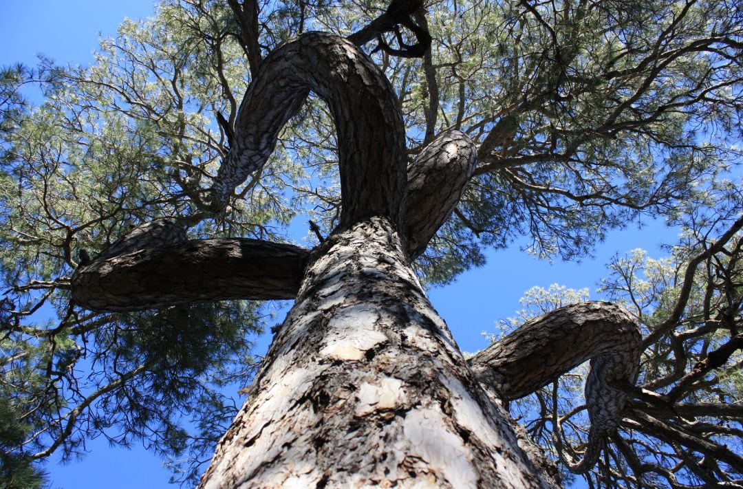 Pino Candelabro, uno de los árboles singulares de Cuenca.