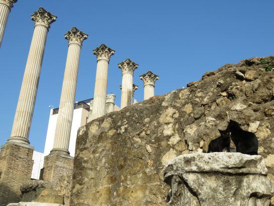 Los gatos del Templo Romano se han convertido en una atractivo más para los turistas