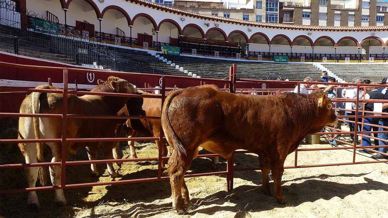 Imagen de archivo de la feria ganadera