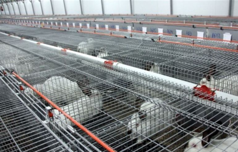 Una granja de conills.