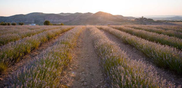 Los campos de lavanda de Huete se pueden visitar en actividad guiada durante en el mes de julio.