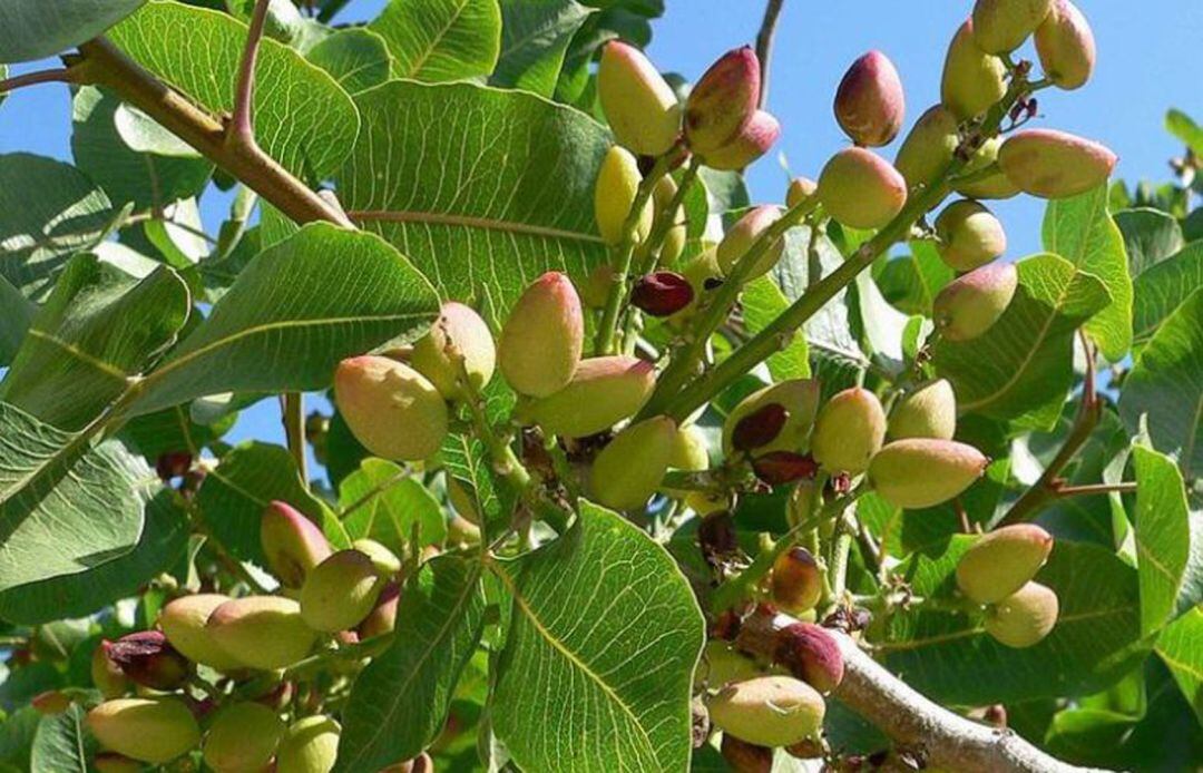 Un cultivo que cotiza al alza