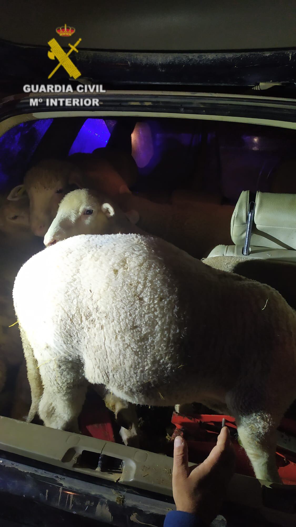 Dos personas detenidas por el robo de ganado en Alerre y Almudévar