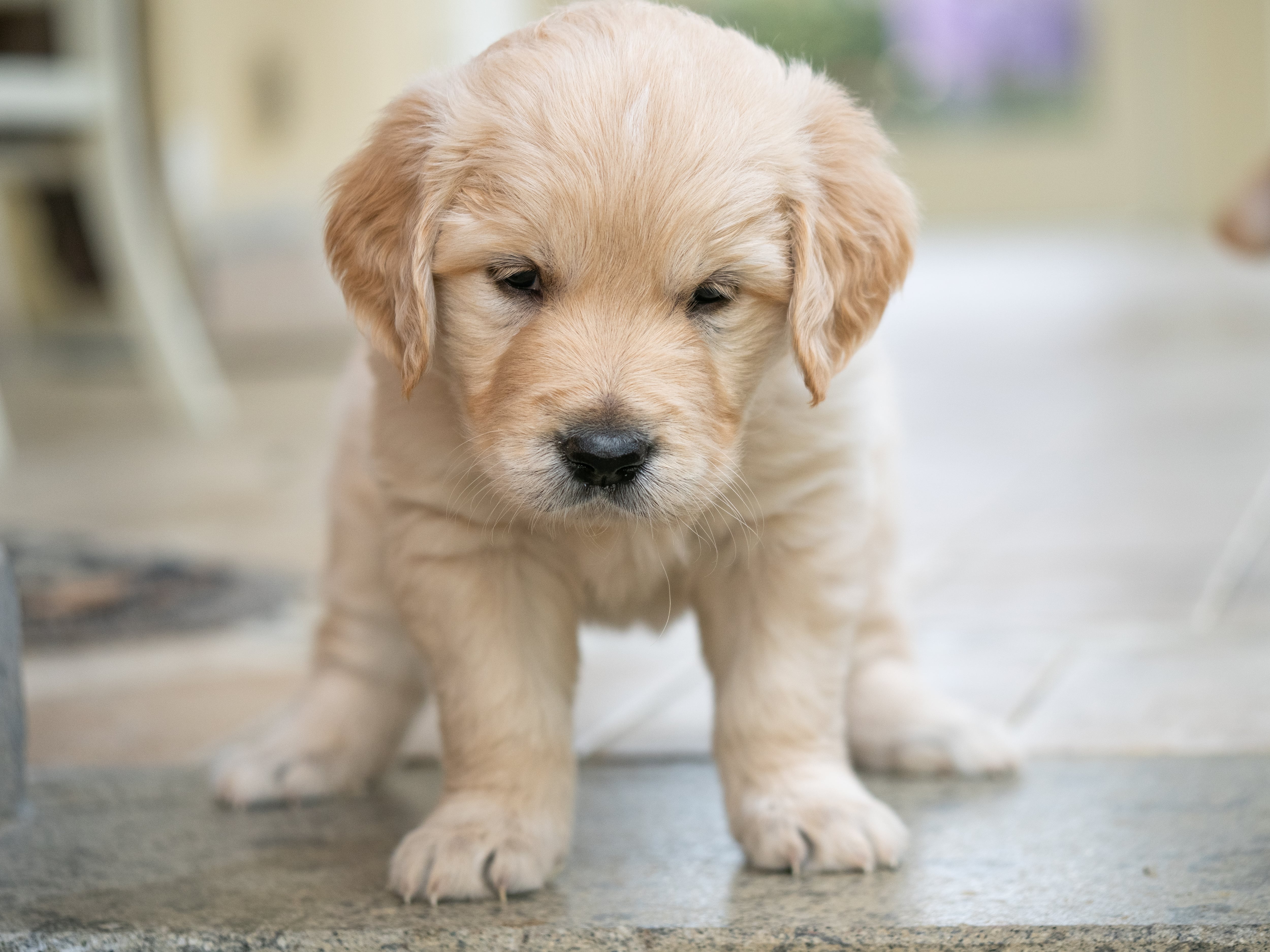 Imagen de stock de un cachorro de Golden Retriever