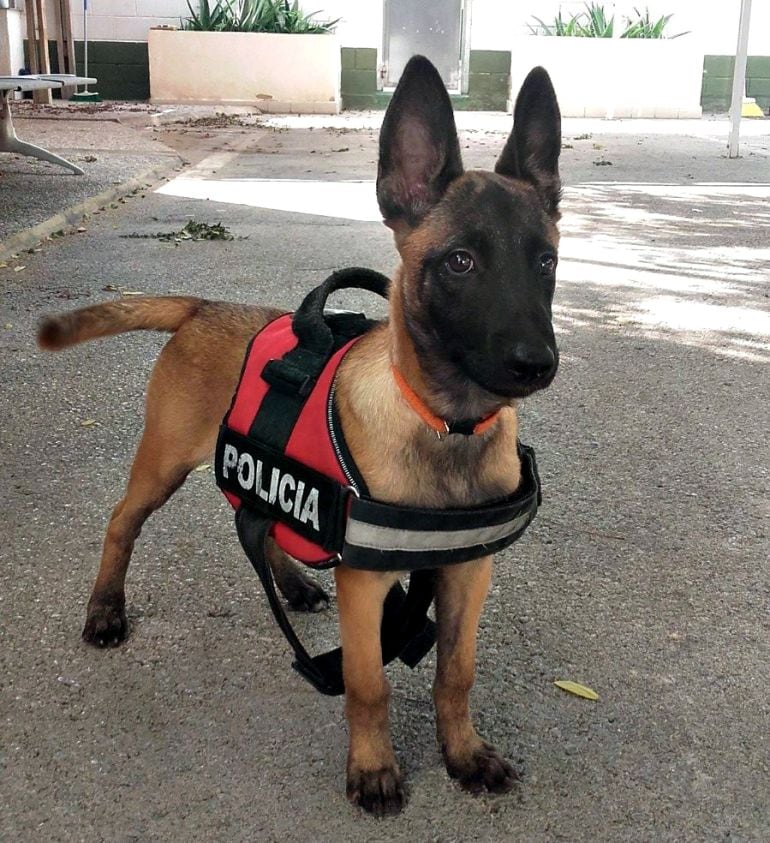 Kata, pastor belga malinois de la Unidad Canina de la Policía Local de Alicante