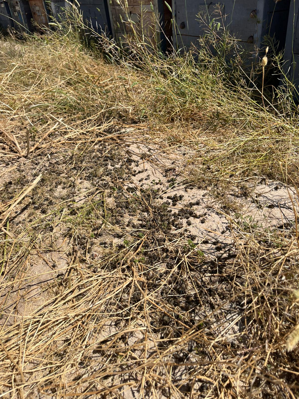 Una fumigación fuera de control arruina la producción de cincuenta colmenas de un apicultor cartagenero