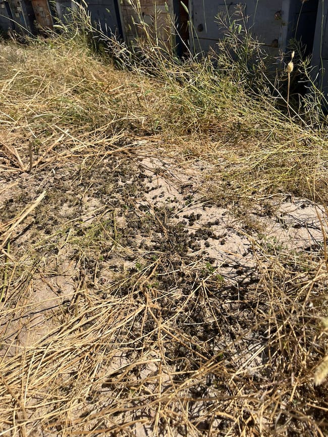 Una fumigación fuera de control arruina la producción de cincuenta colmenas de un apicultor cartagenero