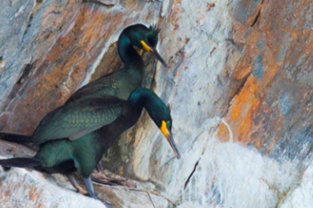 Dos exemplars de corb marí emplomallat