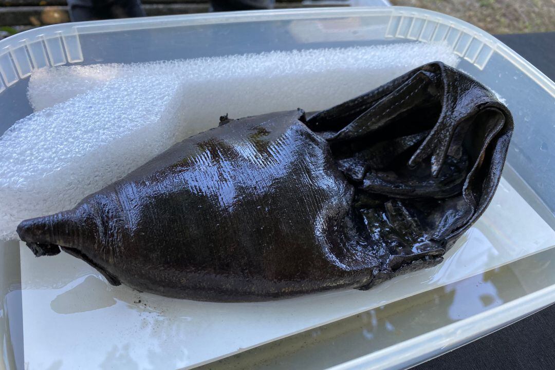 Un dels gerros recuperats en les excavacions del jaciment de Vilauba