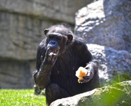 Chimpancé con un helado