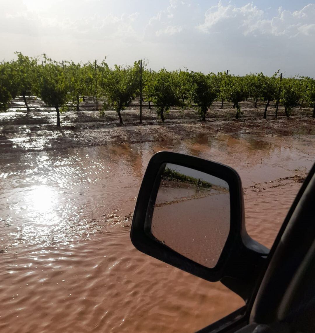 Viñedos anegados por el agua