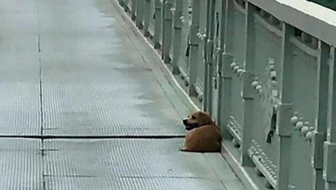 El perro que espera a su dueño en el puente donde se suicidó.