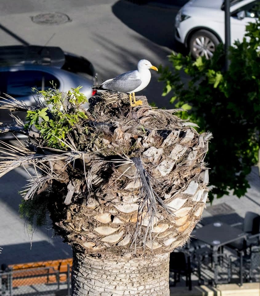 Nido de gaviotas en las palmeras de la plaza Crist Rei de Gandia.