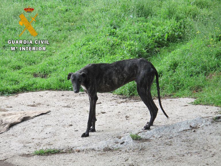 Uno de los galgos encontrados