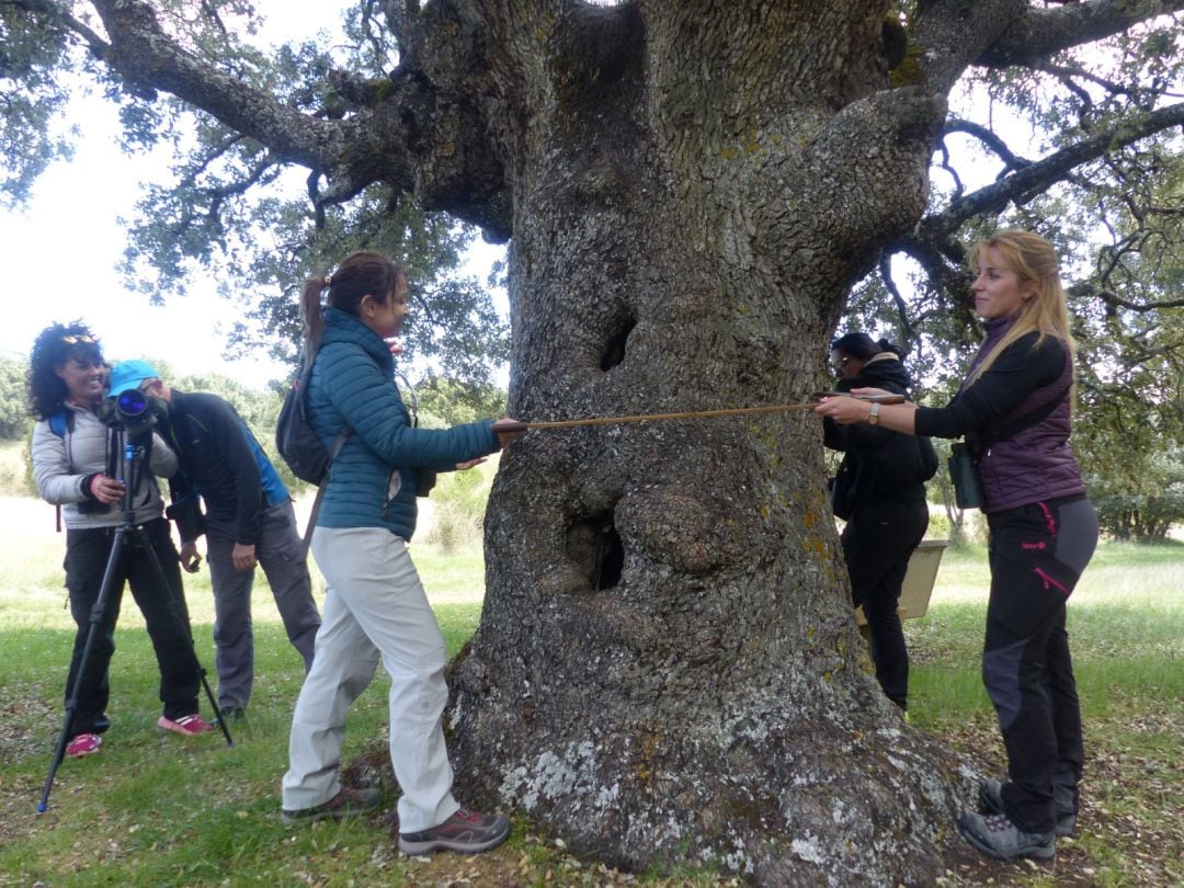 Encina hueca de Caleruega