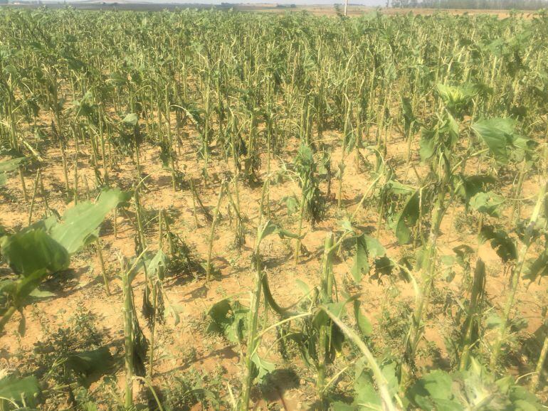 Campo de girasol arrasado por el pedrisco