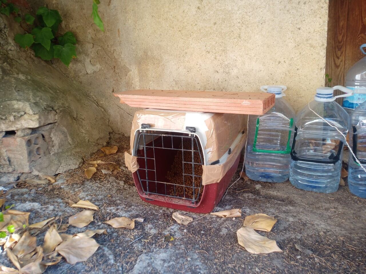 Colonia felina en Fonz