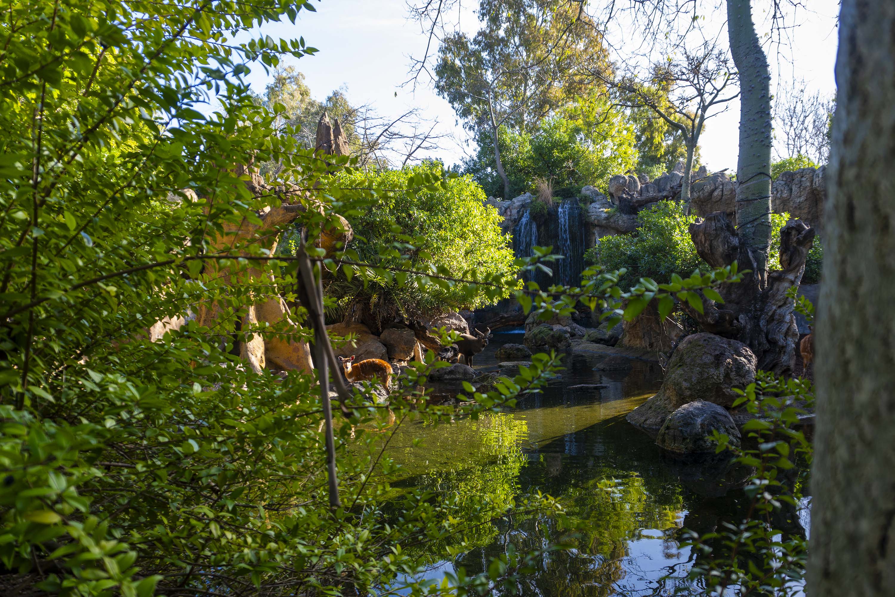 Selva ecuatorial de Bioparc València
