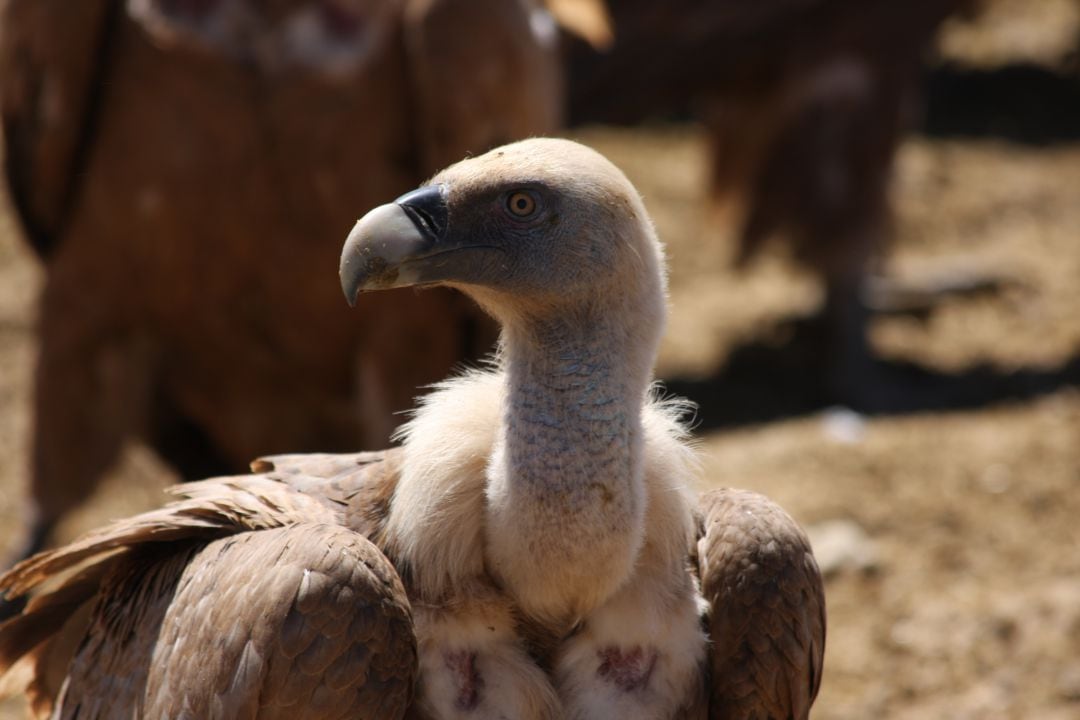 Buitre leonado en el comedero de Montejo de la Vega