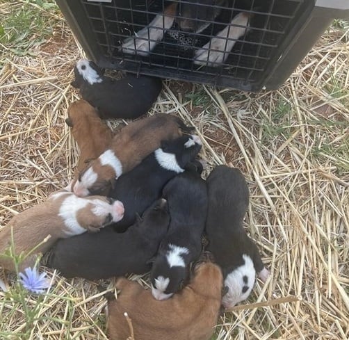 Imagen de los perritos abandonados, tras su rescate