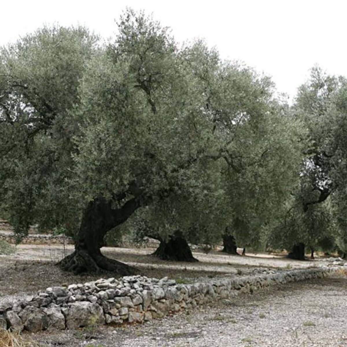 Las expectativas de la campaña de aceite están por debajo de la media de los últimos cinco años