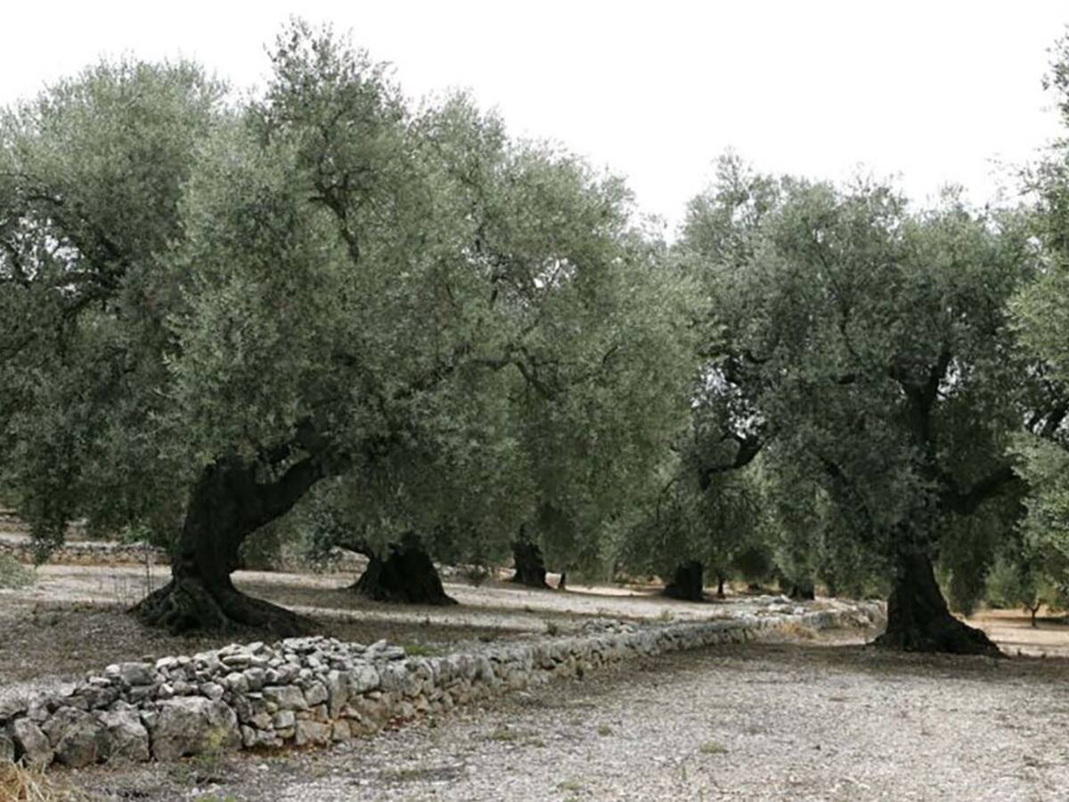 Las expectativas de la campaña de aceite están por debajo de la media de los últimos cinco años