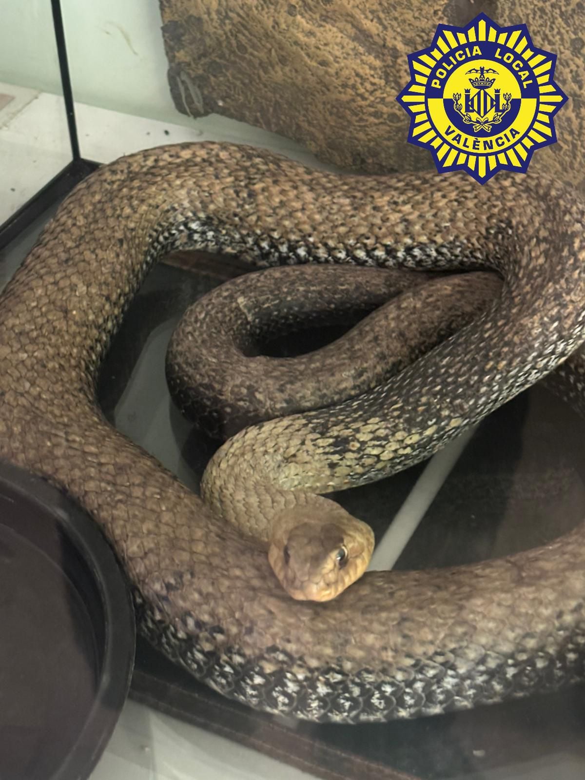 La culebra de 3 metros de largo encontrada en el motor de un coche en Patraix, València.