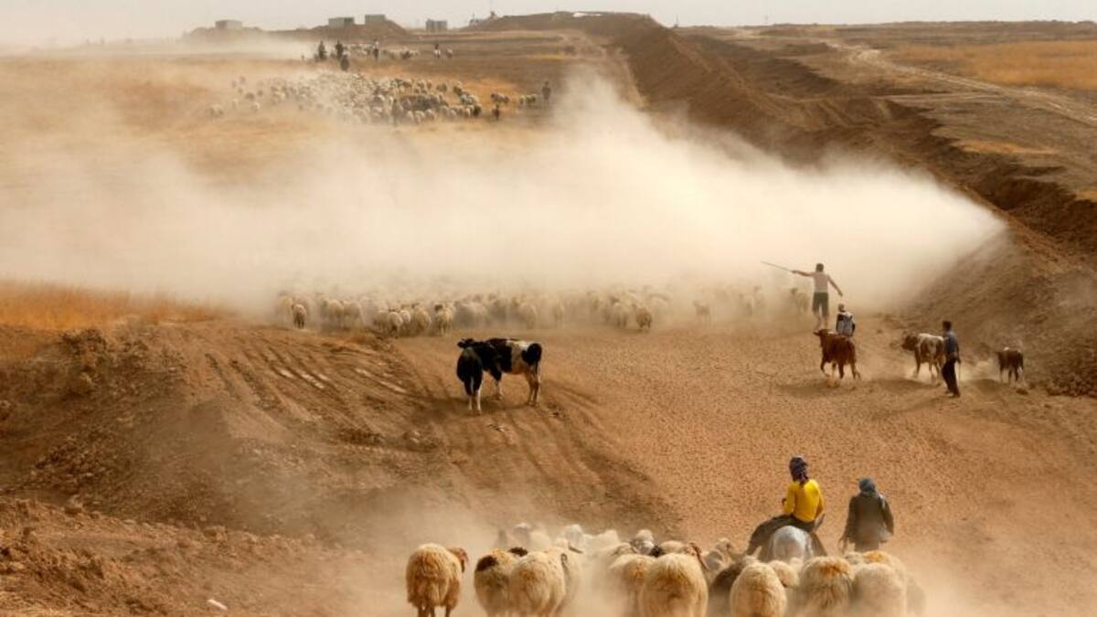 Palmeras Salvajes: 'Que barran otros'