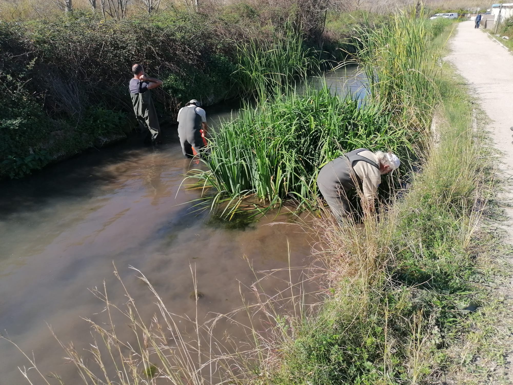 Técnicos buscan ejemplares del caracol manzana en el marjal de Gandia