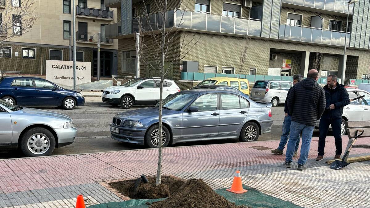 Más de un centenar de árboles serán replantados para recuperar el "bosque urbano" de Huesca en los alcorques vacíos