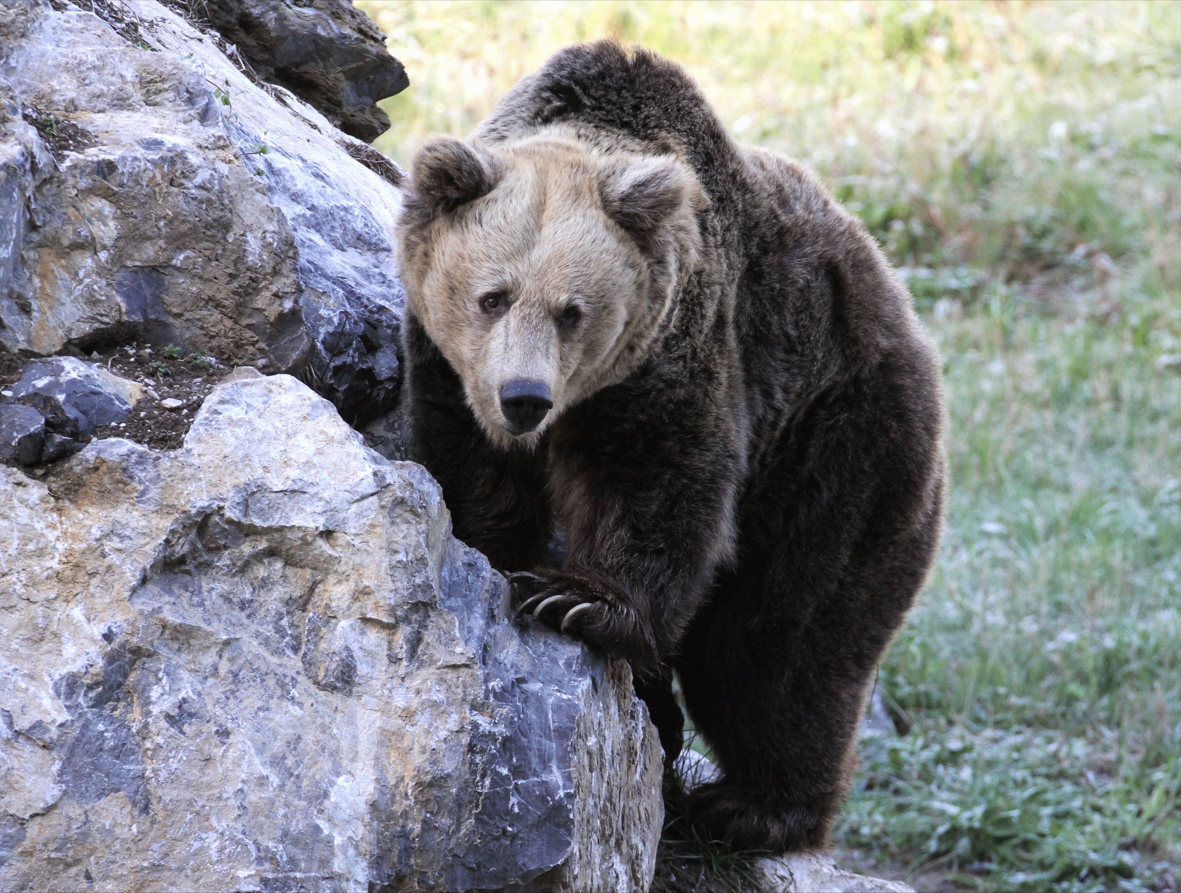 Imagen de paca facilitada pro el Gobierno del Principado.
