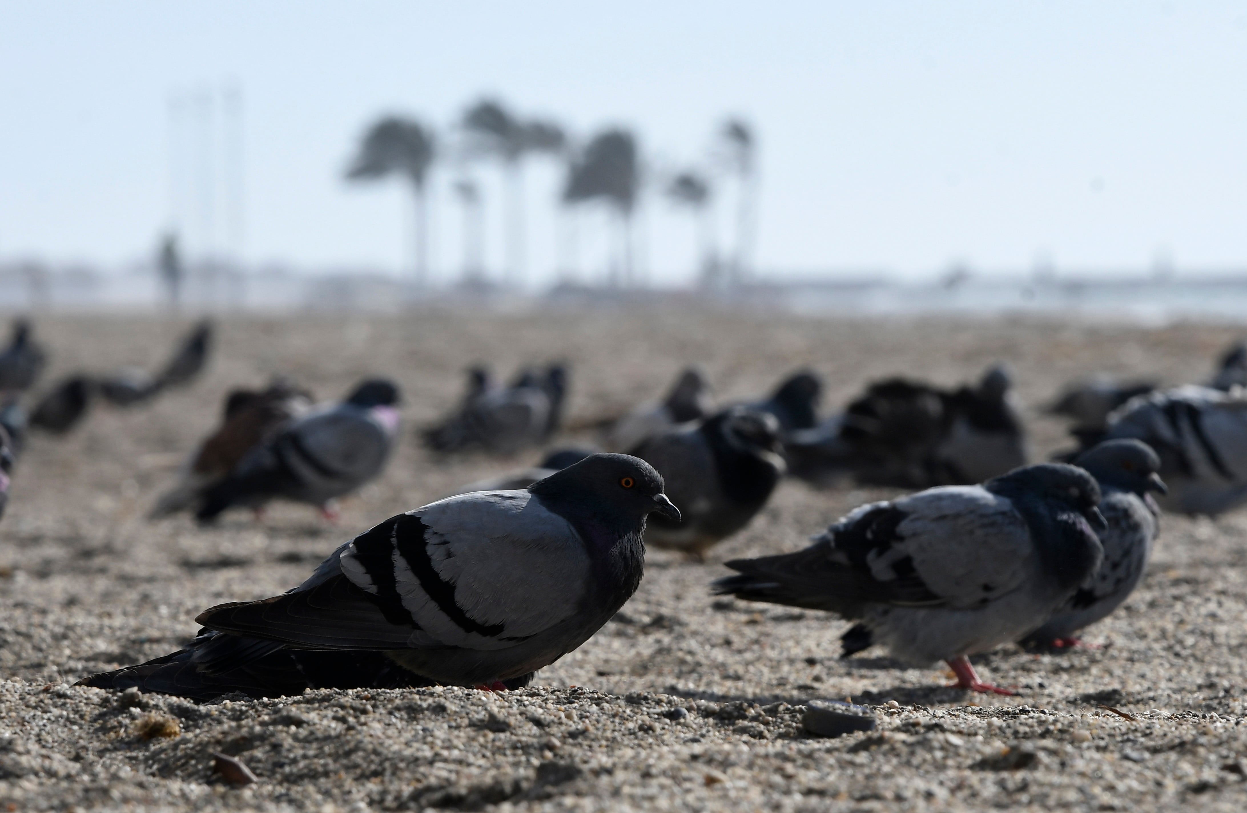 Decenas de palomas se protegen del fuerte viento en la playa almeriense de El Zapillo.