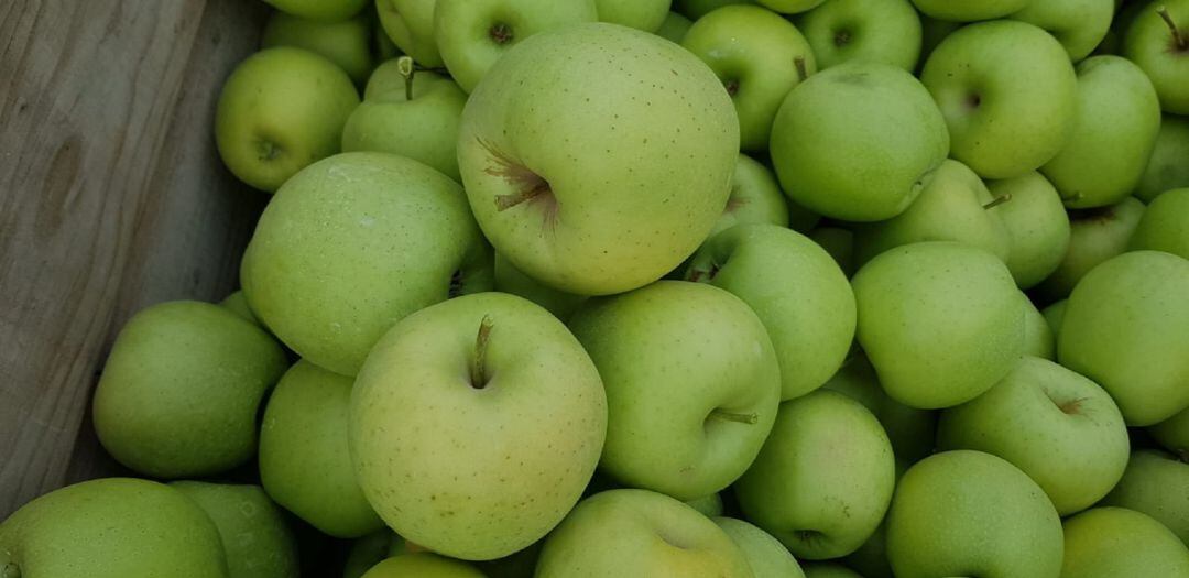Les pomes Golden a la recol·lecció de Lleida.