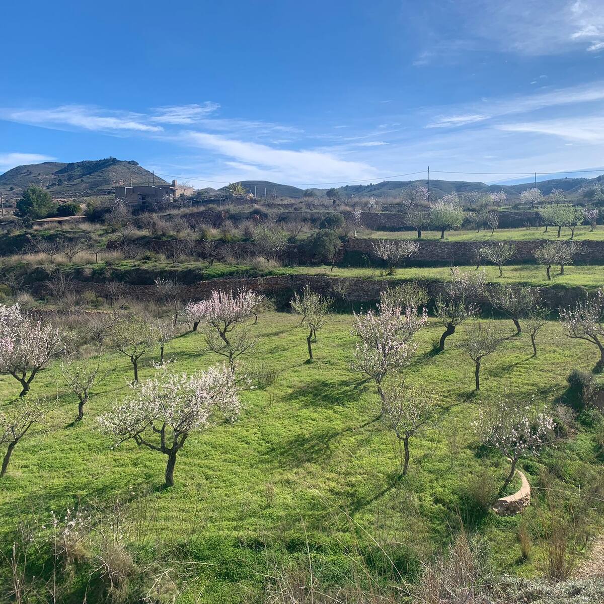 La floración del almendro envuelve la zona oeste de Cartagena