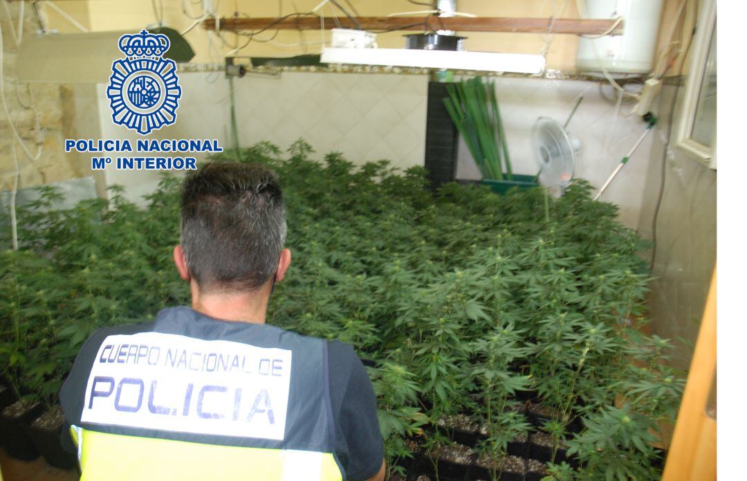 Los agentes encontraron en el domicilio registrado una plantación indoor de cannabis