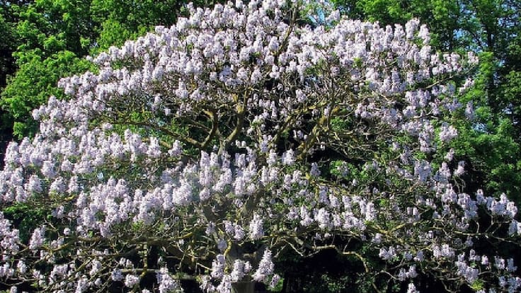 Caja con el Ave Féniz y paulonias
