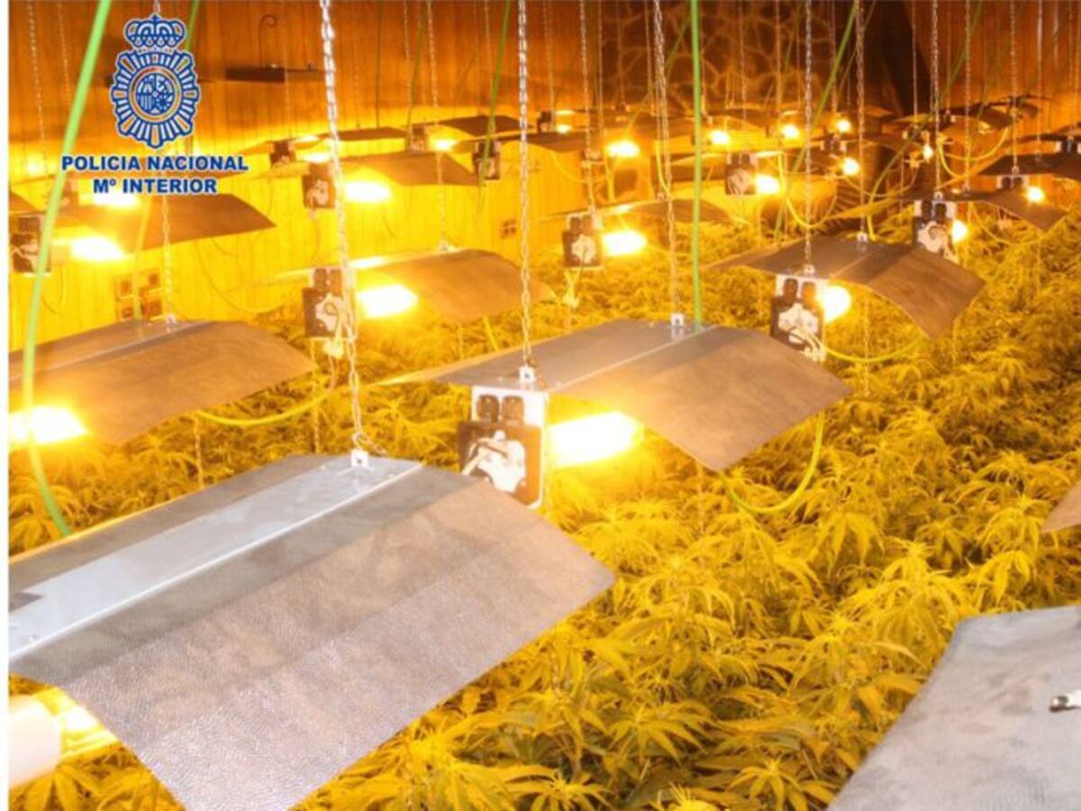 Desmantelan una plantación de más de 800 plantas de marihuana en la Alcayna