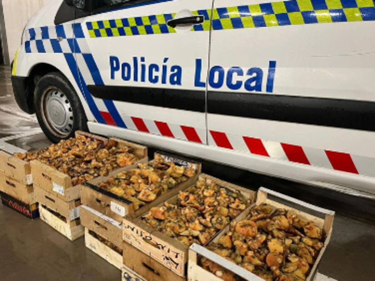 La Policía Local se incauta de 62 kilos de níscalos en Aranda de Duero
