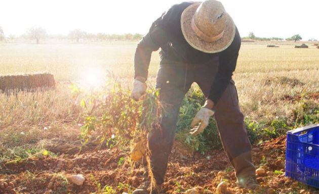 La empresa cultiva las patatas en San Clemente.