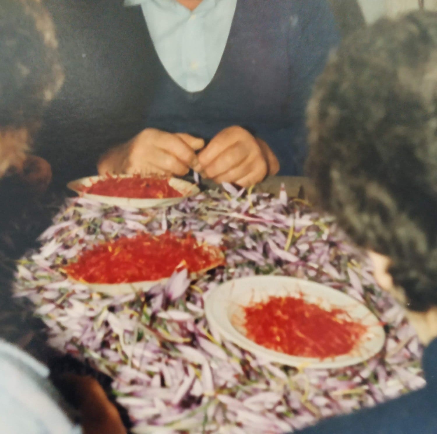 Labores de monda de la rosa del azafrán en Olmeda del Rey (Cuenca).