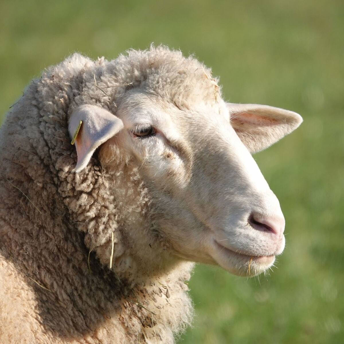 Preocupació al sector ramader menorquí en detectar-se un cas de llengua blava