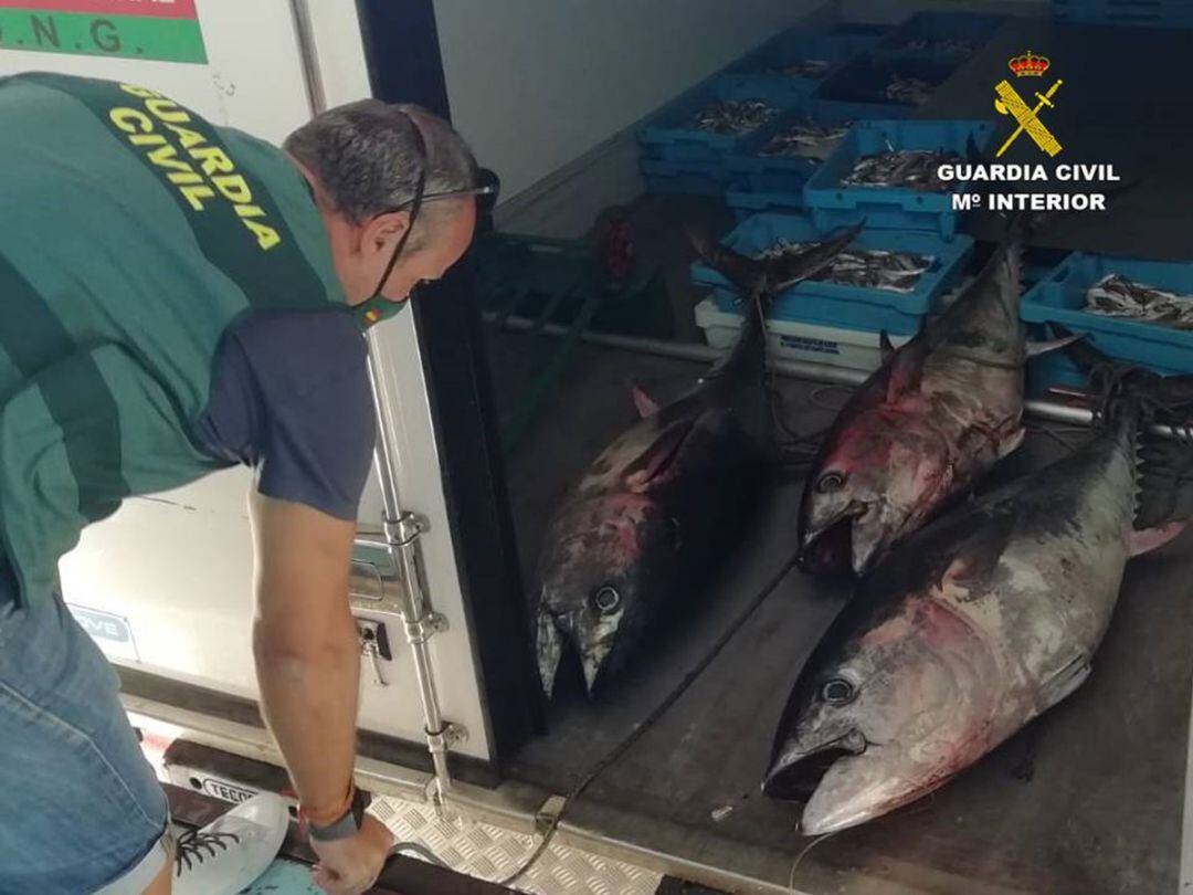 El pescado incautado ha sido entregado a centros benéficos para su consumo, tras pasar los controles sanitarios pertinentes.