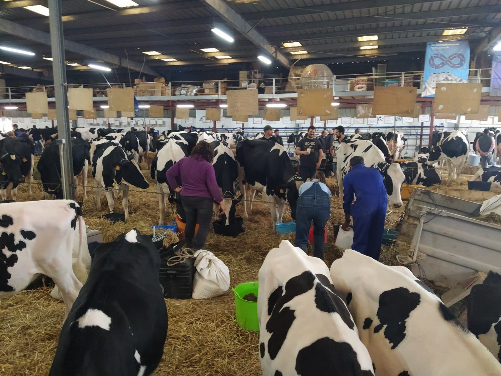 Les vaques i vedelles del concurs m0orfològic de bestiar boví frisó ja estan desfilant per a que el jurat pugui valorar-les.