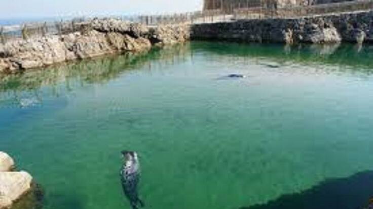 David Perpiñán, veterinario que abandona el comité de expertos minizoo de Magdalena (11/02/2021)