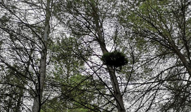 Escobas de bruja en los pinos.